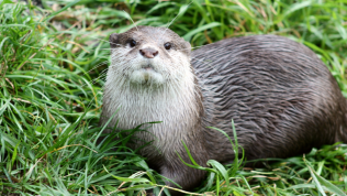 An otter