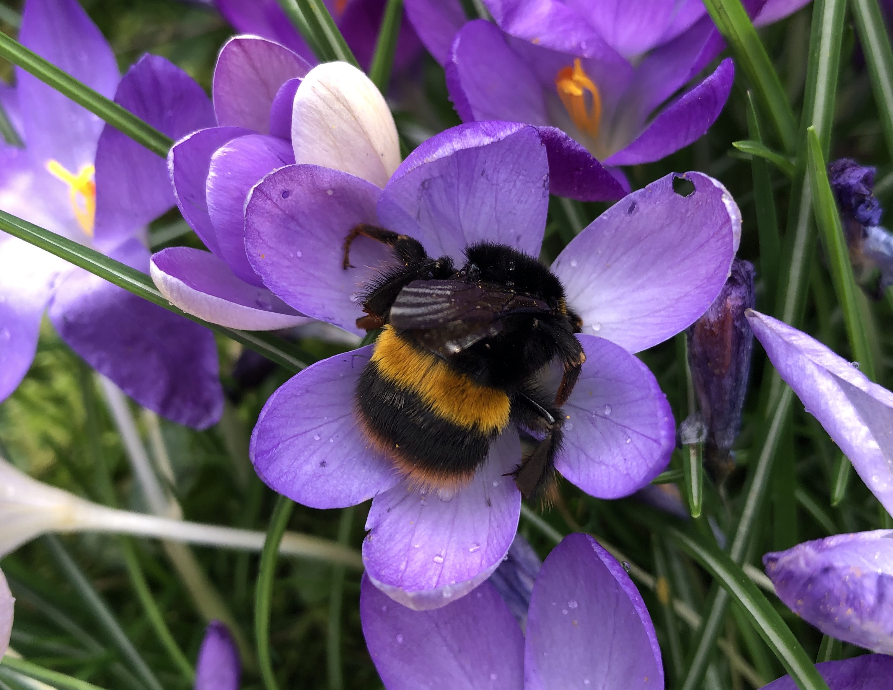 Buff-tailed bumblebee on crocus