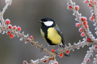 Image of great tit on branch