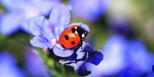 A photo of a ladybird sitting on a purple flower