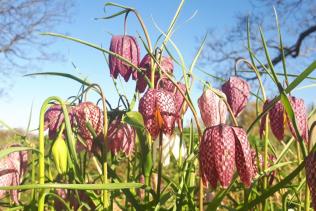 Snake's Head Fritillaries