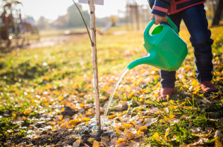 A young tree in a park being watered by a person with a watering can