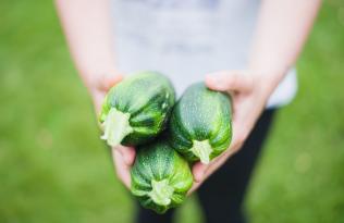 A person holding three zucchinis.