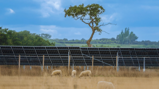 A field of solar panels on a sunny day.