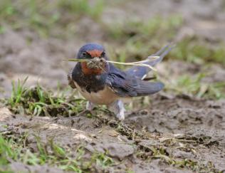 A swallow with a brick red face, dark blue/grey back, and a beige underside sits in some muddy grass with some in it's beak. It stares just to the right of the camera.