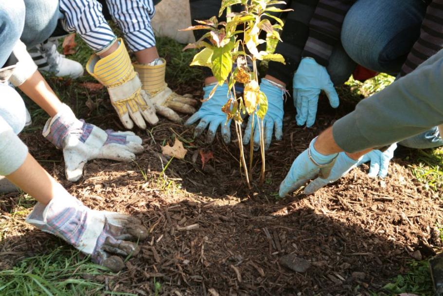 A tree newly planted in the ground, with many gloved hands around it
