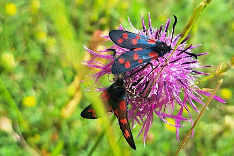 Moths on flower