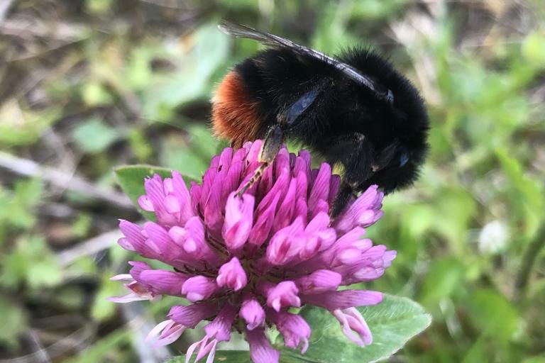 red-tailed bumblebee on red clover