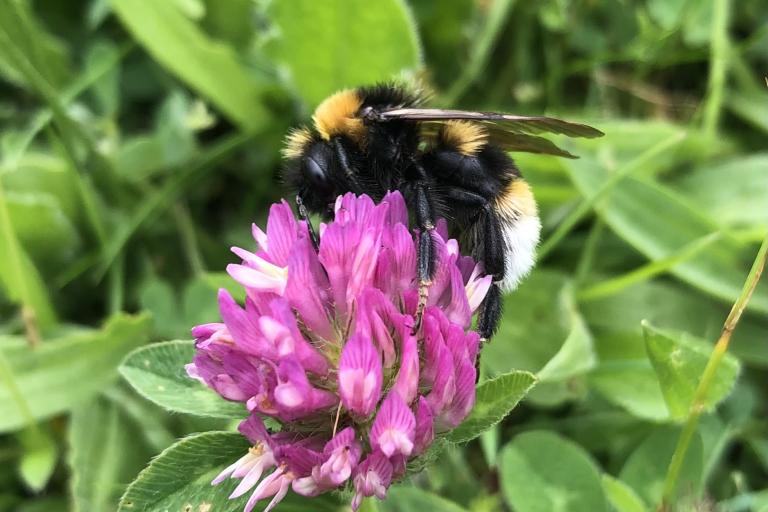 Vestal cuckoo bumblebee on red clover