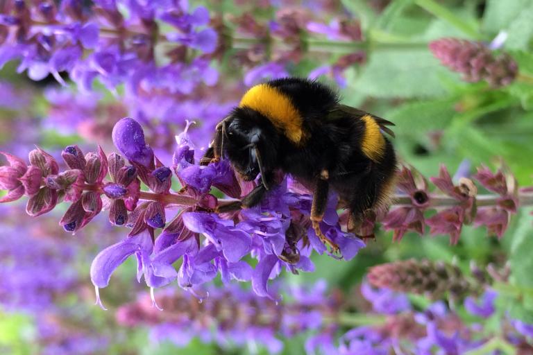 Buff-tailed bumblebee on sage