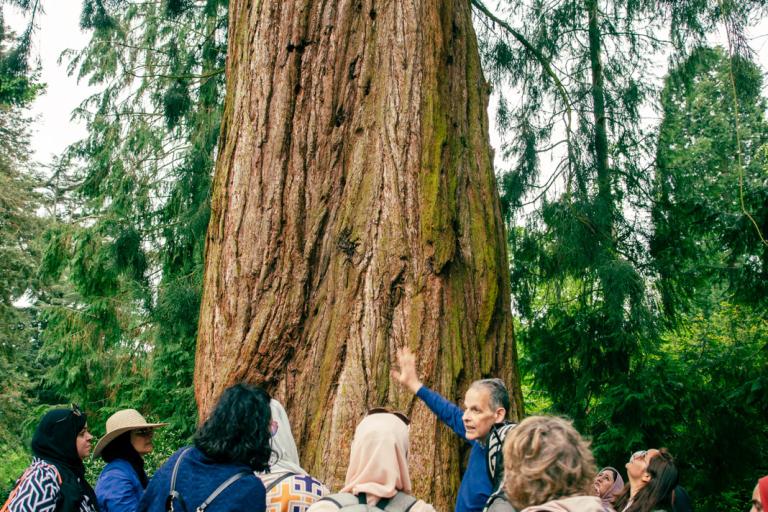 A group of people gathered around the base of the trunk of a large tree, reaching out to touch the bark.
