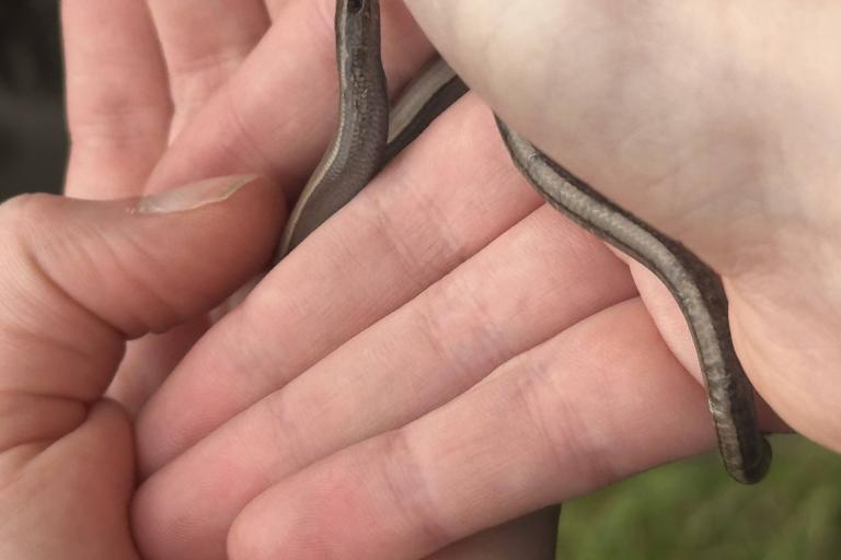 A slow worm held in a person's hand.
