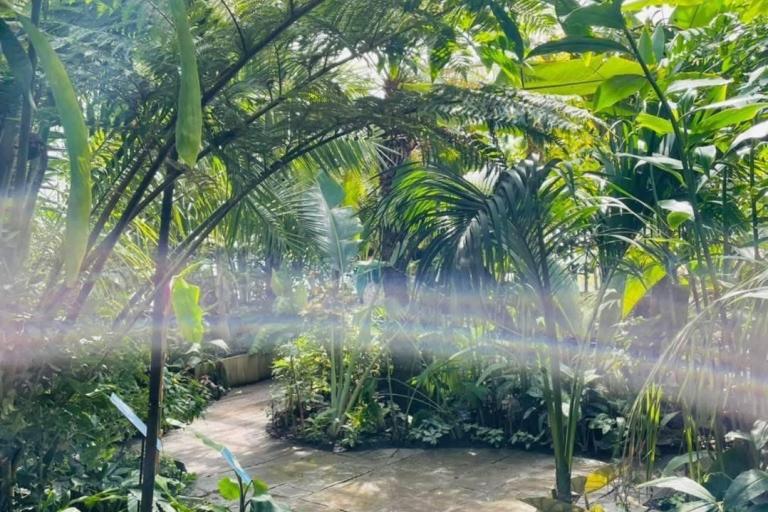 Lush green plants sit inside a greenhouse of Oxford's Botanical Gardens, a wooden walkway leading us through them.