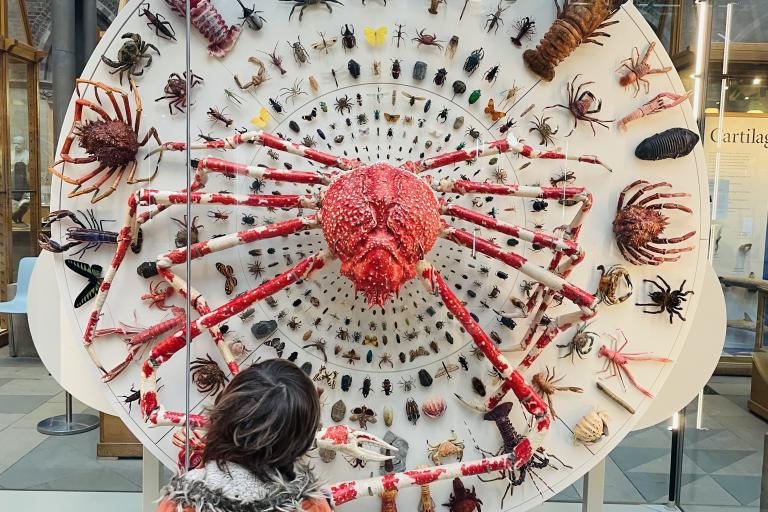 A child stands in front of a giant crab model that sits inside a glass case inside a museum, staring up at it, entranced.