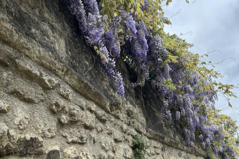Purple wisteria flowers bloom above and hangs down an old stone wall.