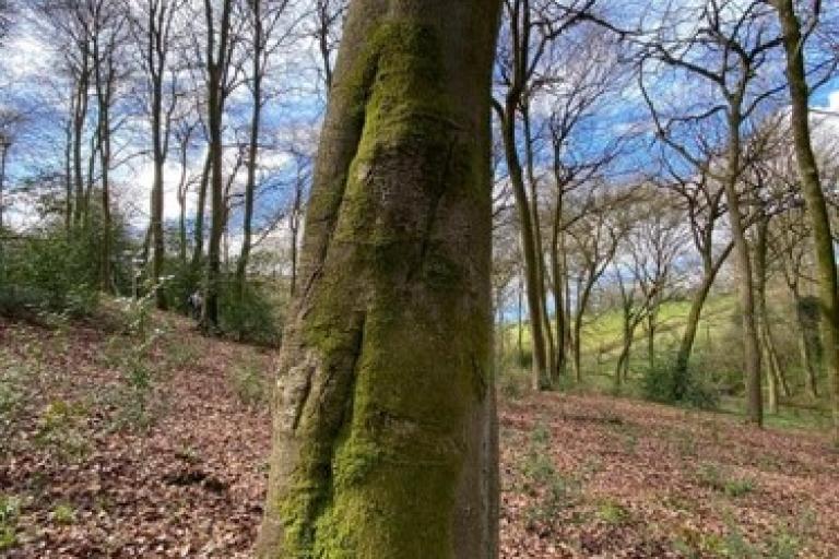 A tall and thin tree-trunk stands in the middle of a leafy wood.