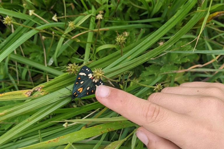 A child's hand points at a moth sitting on a blade of green grass.